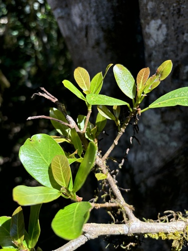 Ficus craterostoma