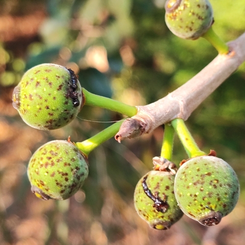 Ficus crocata