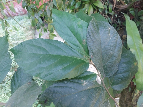 Ficus cyrtophylla