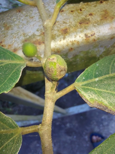 Ficus cyrtophylla