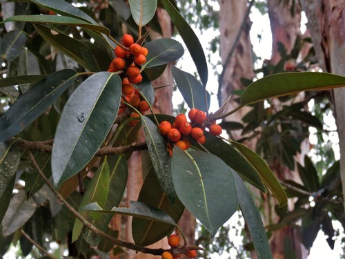 Ficus destruens