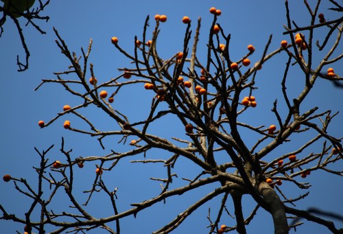 Ficus drupacea