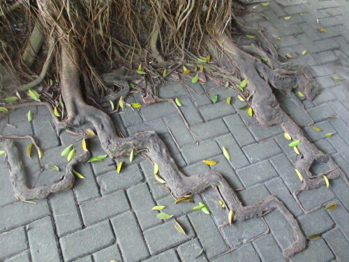 Ficus elastica