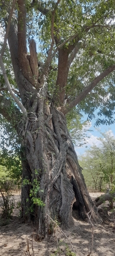 Ficus fischeri