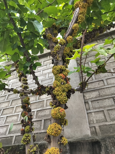 Ficus fistulosa