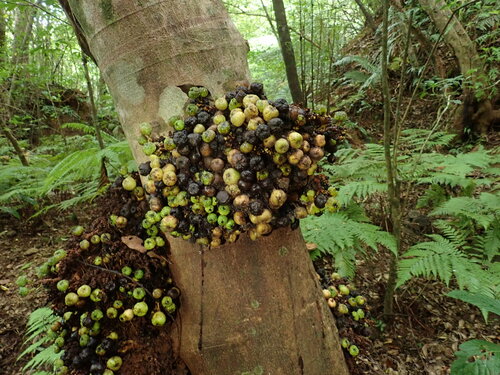 Ficus fistulosa