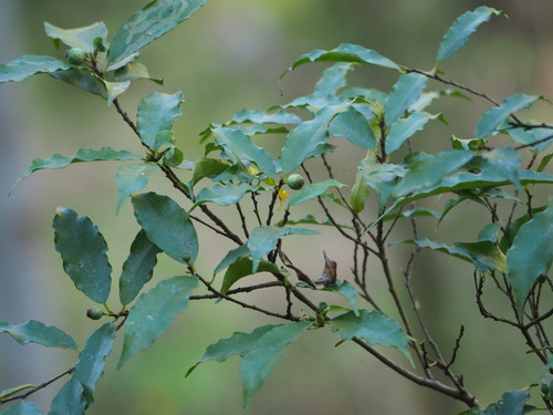 Ficus formosana