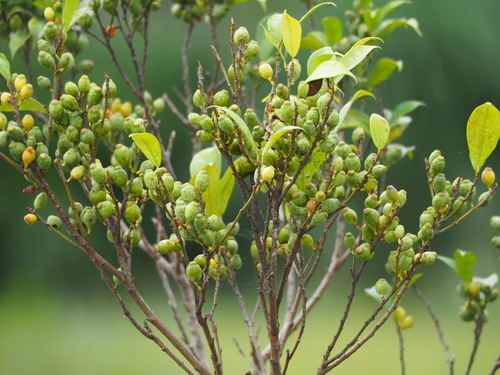 Ficus formosana