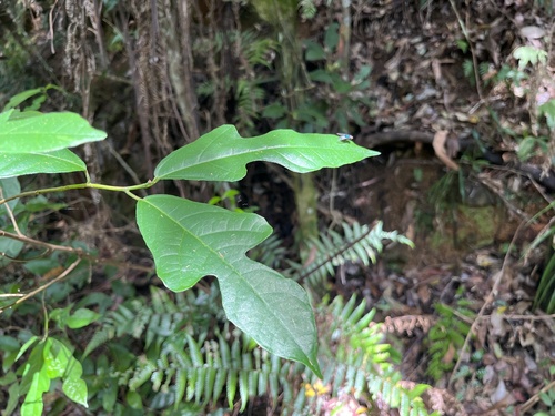Ficus fraseri