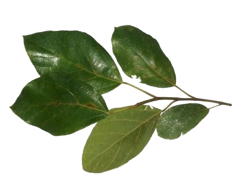 Ficus fulva