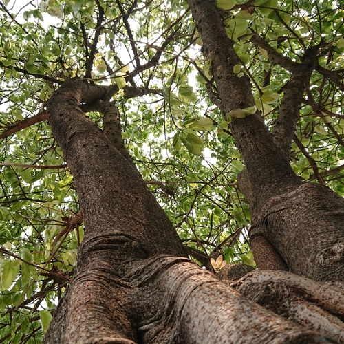 Ficus geniculata