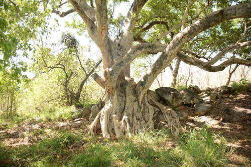 Ficus glaberrima