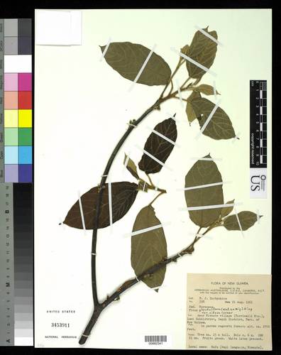 Ficus glandulifera