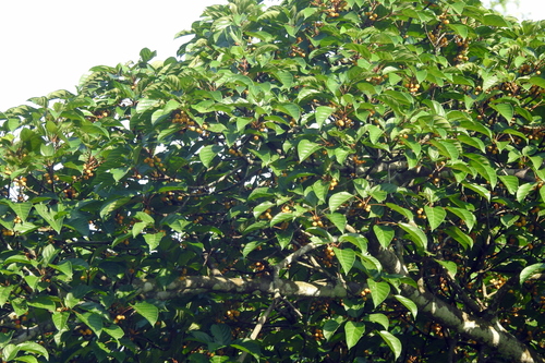 Ficus glandulifera