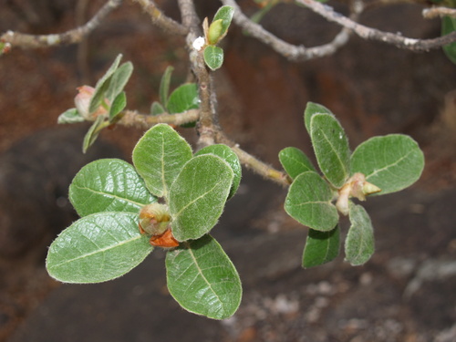 Ficus glumosa