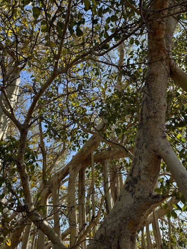 Ficus grevei