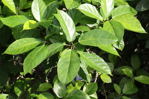 Ficus gul