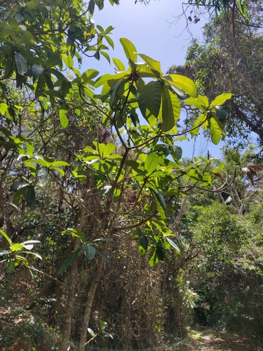 Ficus habrophylla