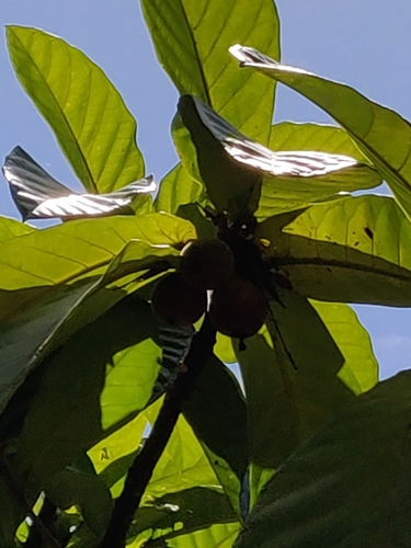 Ficus habrophylla