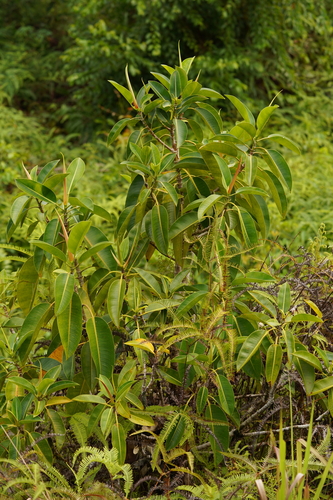 Ficus hesperidiiformis