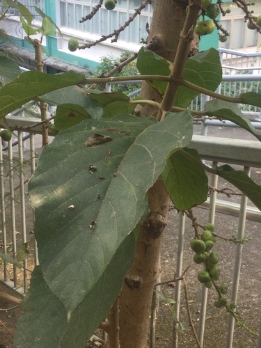 Ficus hispida