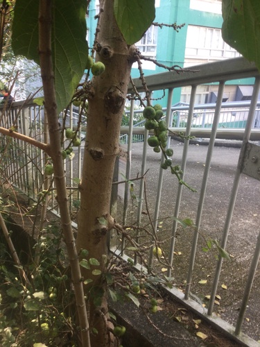 Ficus hispida