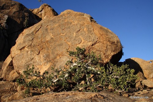 Ficus ilicina