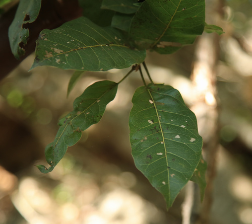Ficus ingens