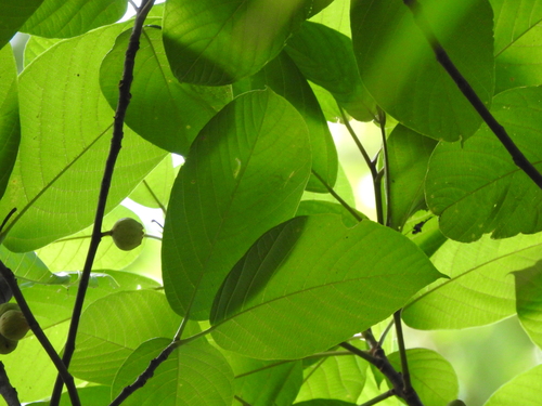 Ficus lamponga