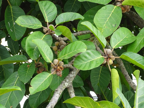 Ficus lutea