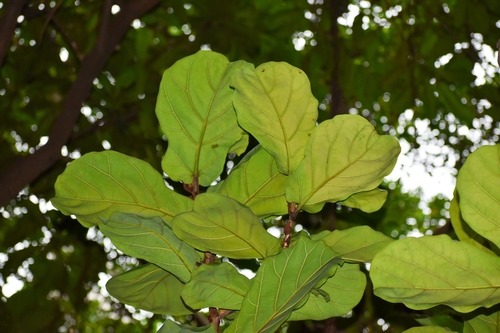 Ficus lyrata