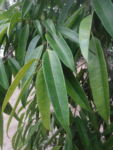 Ficus maclellandii