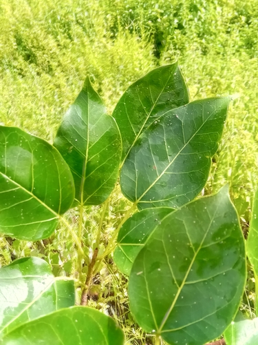 Ficus marmorata