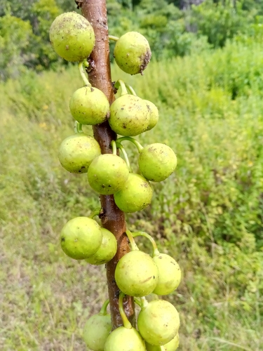 Ficus marmorata