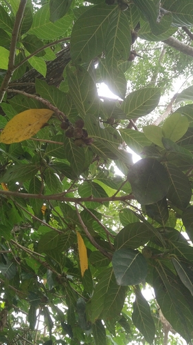 Ficus maxima