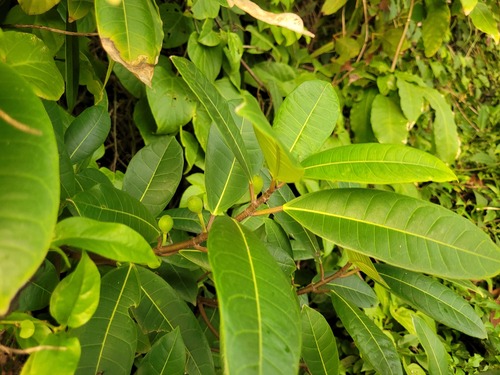 Ficus maxima
