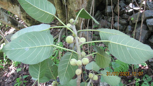 Ficus membranacea