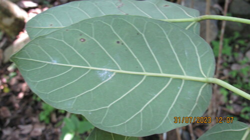 Ficus membranacea
