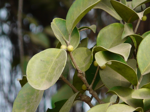 Ficus microcarpa