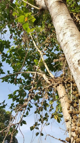 Ficus minahassae