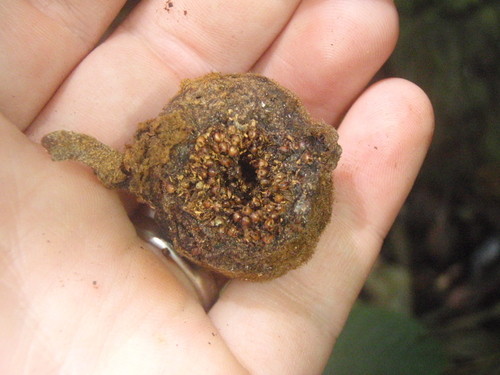Ficus mucuso