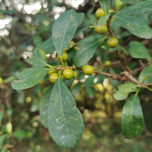 Ficus natalensis