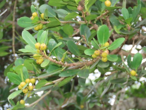 Ficus natalensis