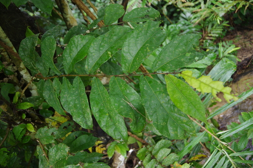Ficus obscura