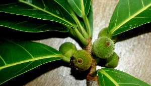 Ficus obtusifolia