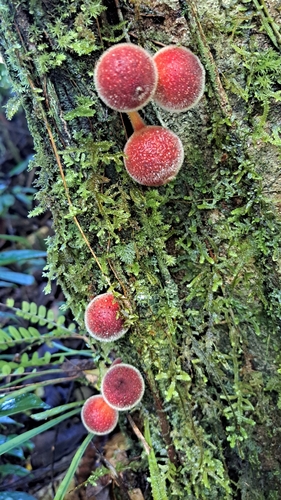 Ficus odoardi