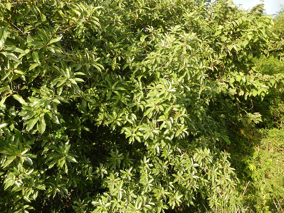 Ficus odorata