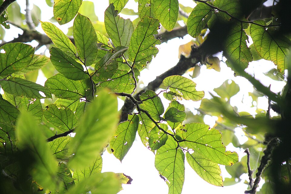 Ficus odorata