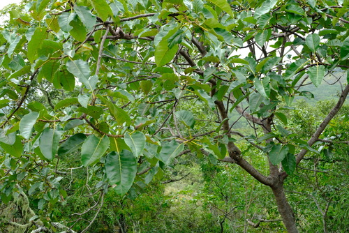 Ficus ovata