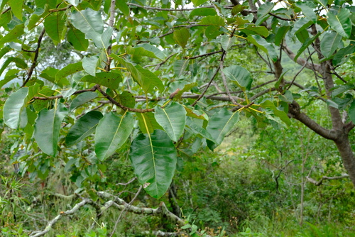 Ficus ovata